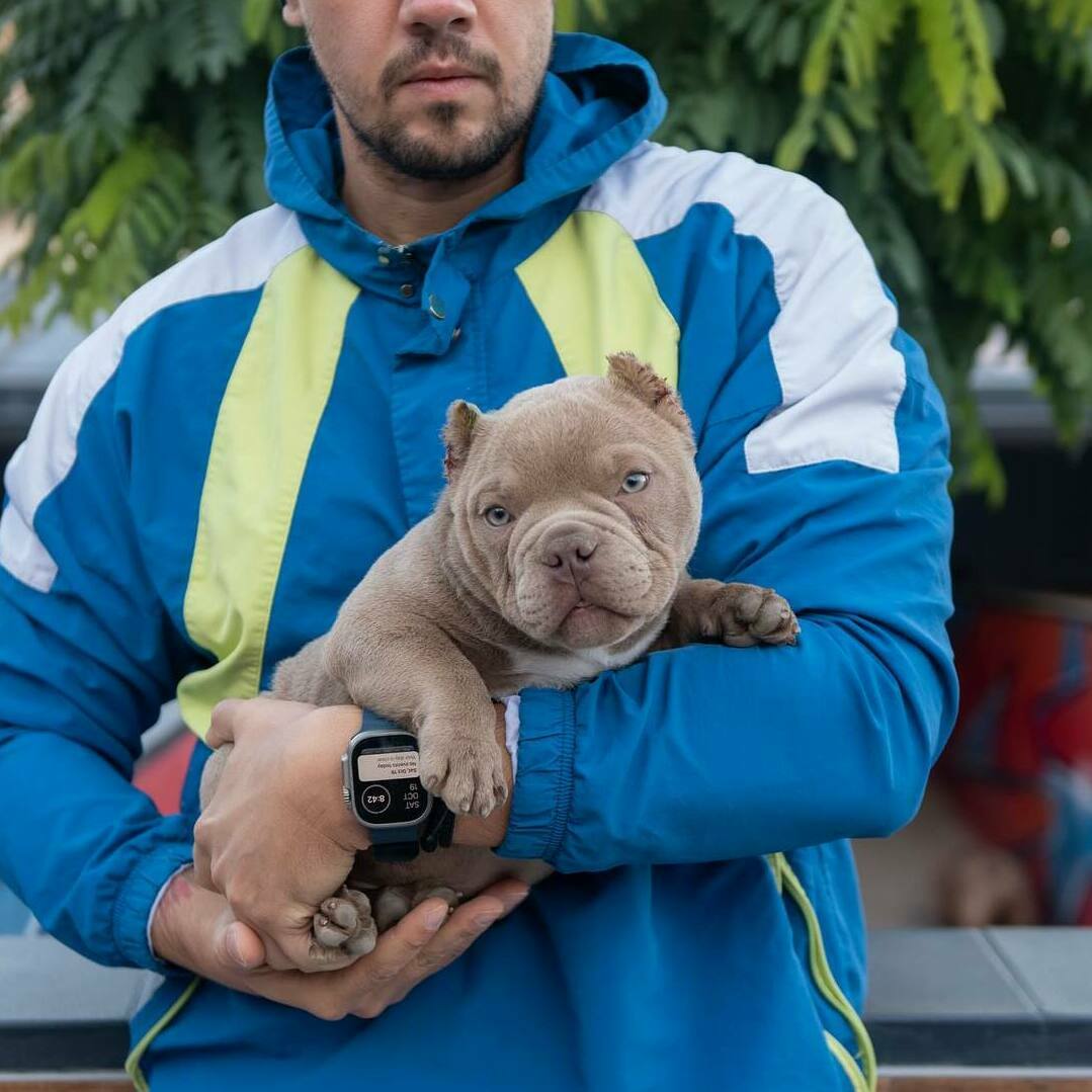 American Bully puppies Massachusetts, Pitbull puppies Massachusetts American Bully puppies Michigan, Pitbull puppies Michigan American Bully puppies Minnesota, Pitbull puppies Minnesota American Bully puppies Mississippi, Pitbull puppies Mississippi American Bully puppies Missouri, Pitbull puppies Missouri American Bully puppies Illinois, Pitbull puppies Illinois American Bully puppies Indiana, Pitbull puppies Indiana American Bully puppies Iowa, Pitbull puppies Iowa American Bully puppies Kansas, Pitbull puppies Kansas American Bully puppies Kentucky, Pitbull puppies Kentucky American Bully puppies Louisiana, Pitbull puppies Louisiana American Bully puppies Maine, Pitbull puppies Maine American Bully puppies Maryland, Pitbull puppies Maryland