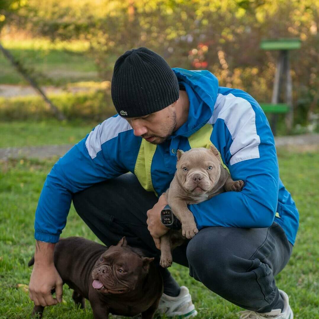 American Pitbull & Bully Puppies for Sale