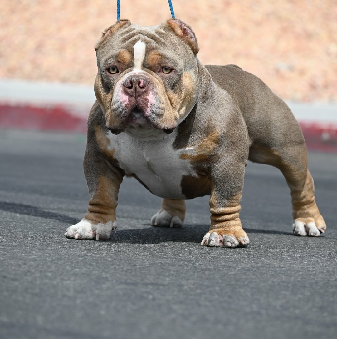 American Pitbull Terriers and Bullies American Pitbull Terriers and Bullies