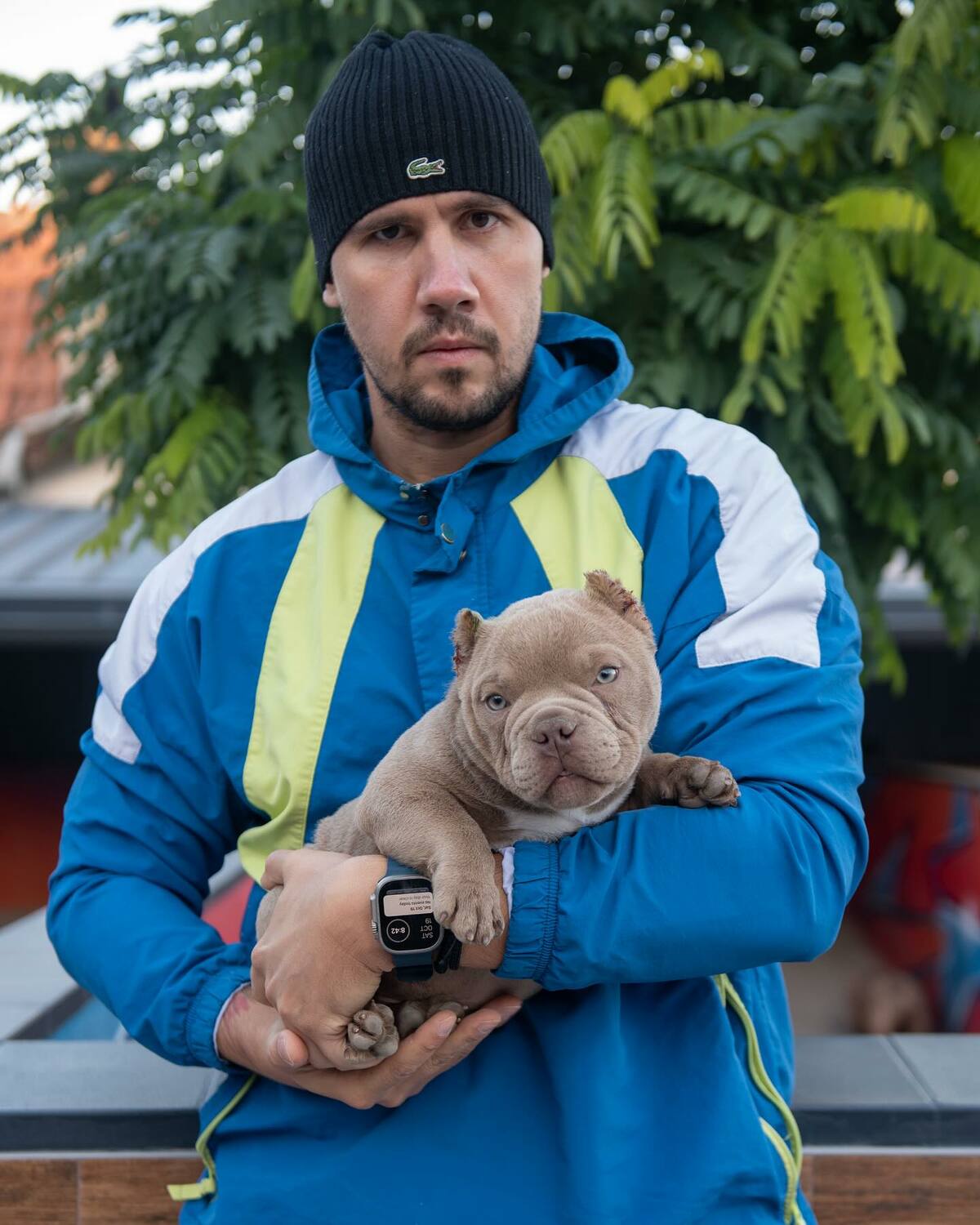 American Pitbull Terriers and Bullies American Pitbull Terriers and Bullies