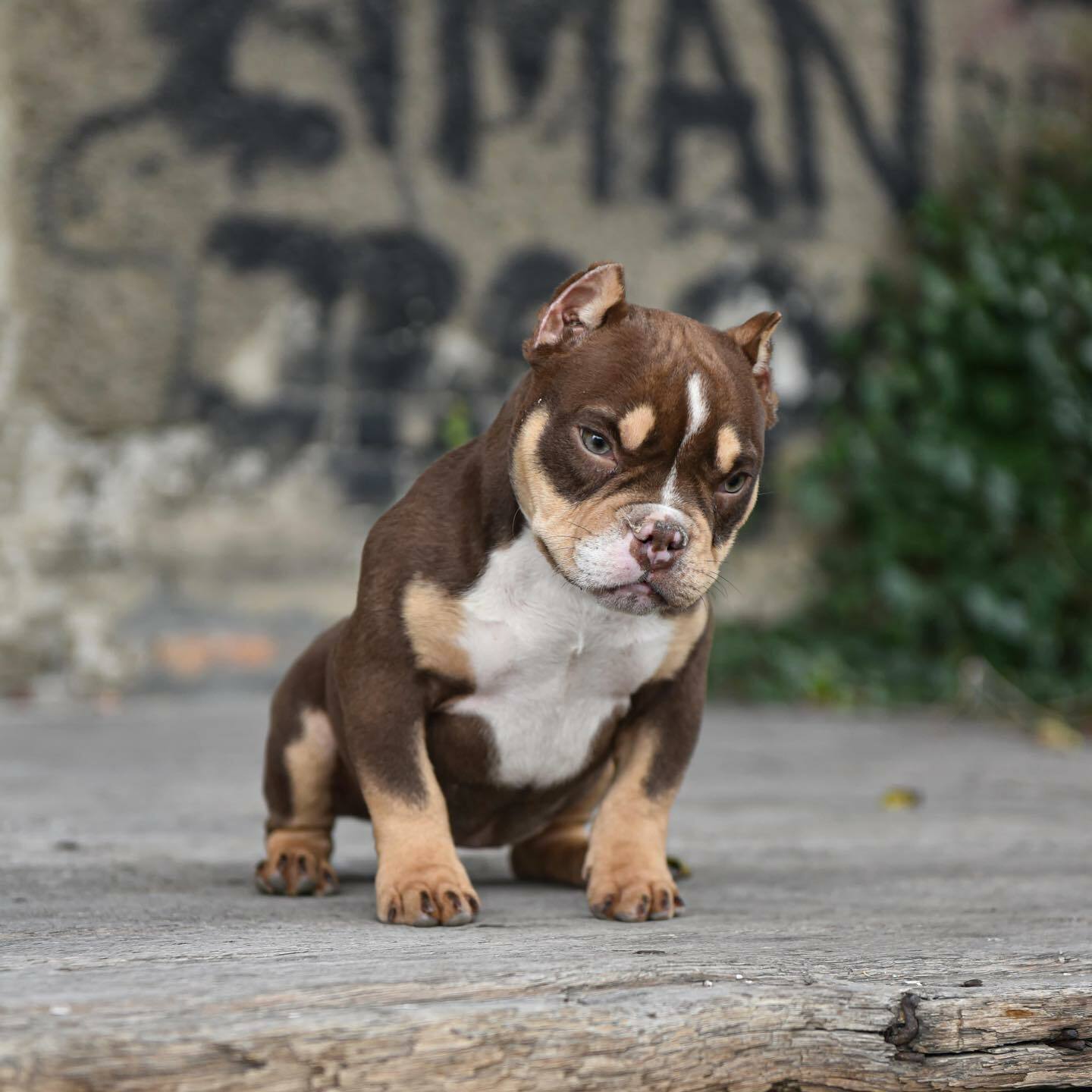 American Bully LAX American Bully LAX