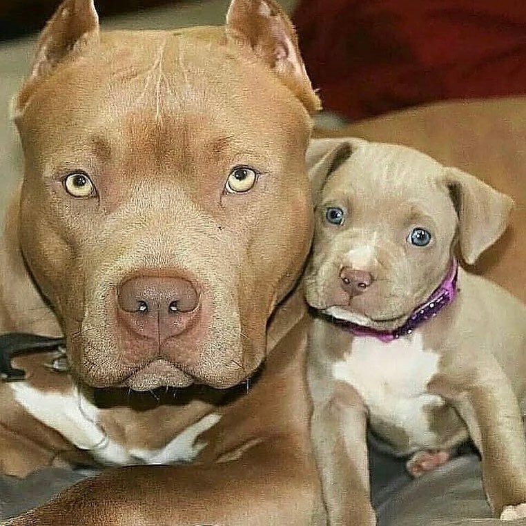 American Pitbull Terrier American Pitbull Terrier