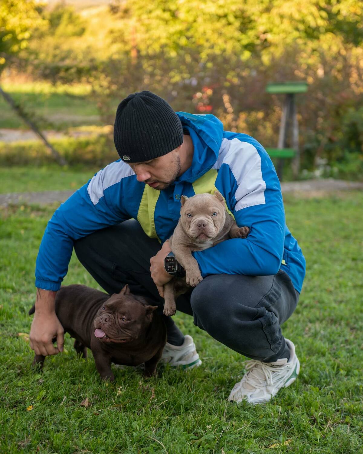 Bully puppies, Blue nose Pitbull puppies for sale USA, Red nose Pitbull puppies for sale, Exotic Bully puppies for sale in USA, Merle American Bully puppies USA, Pocket Bully puppies near me, XL Bully puppies nationwide shipping, American Pitbull Terriers and Bullies
