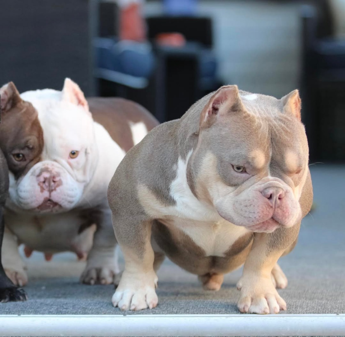 American Bully puppies Washington, Pitbull puppies Washington American Bully puppies West Virginia, Pitbull puppies West Virginia American Bully puppies Wisconsin, Pitbull puppies Wisconsin American Bully puppies Wyoming, Pitbull puppies Wyoming American Bully