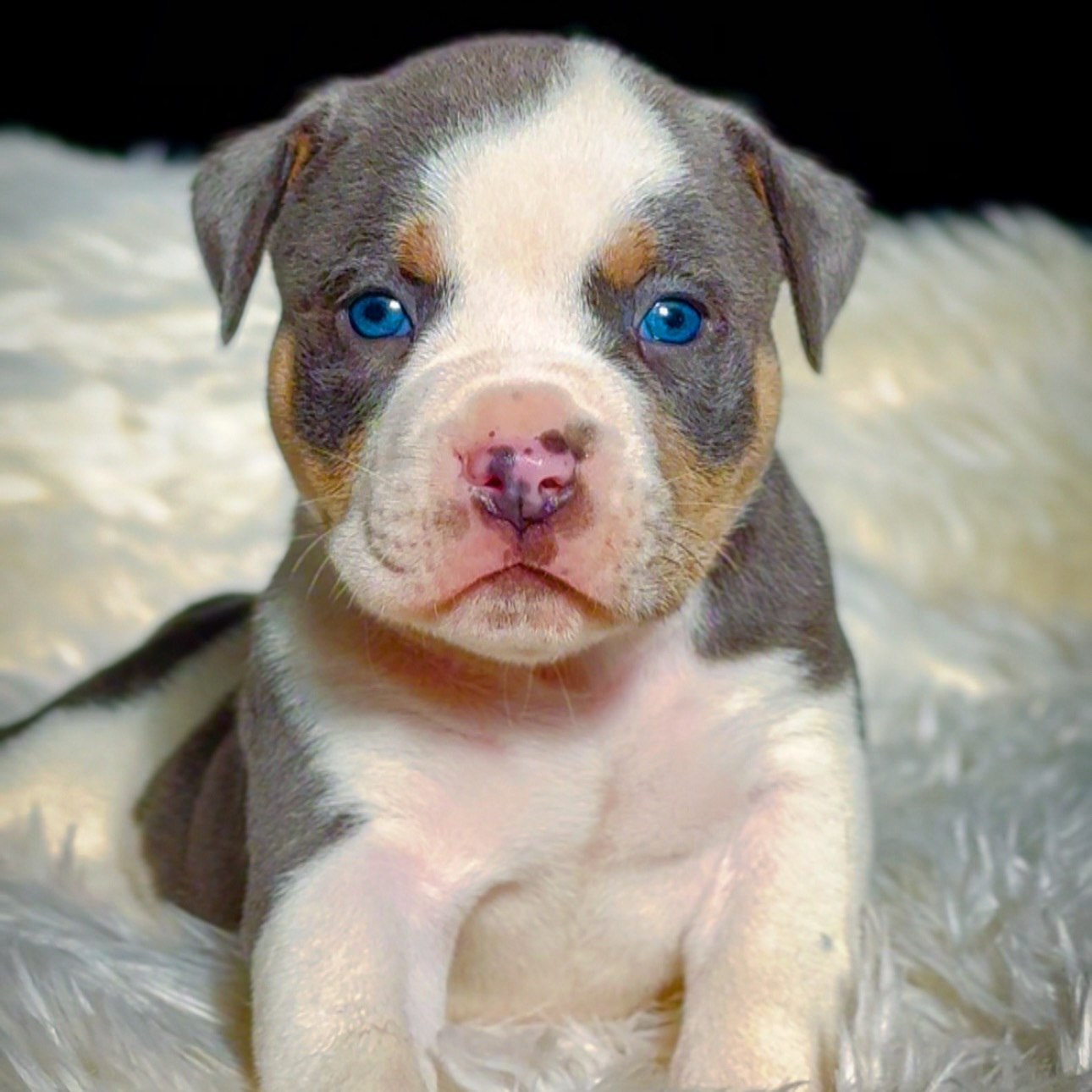 MEXX American Bully MEXX American Bully