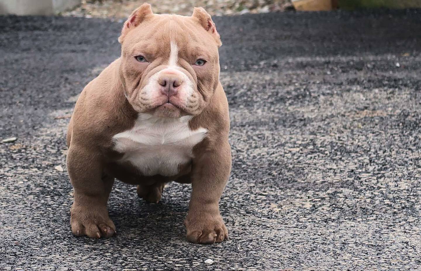 American Bully CHINGY American Bully CHINGY
