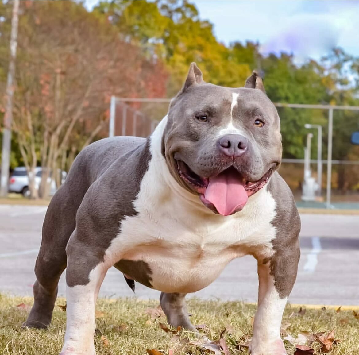 American Pitbull Terriers and Bullies American Pitbull Terriers and Bullies
